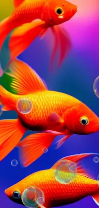 This live phone wallpaper showcases a group of orange fish swimming harmoniously in vibrant, deep red and yellow tones