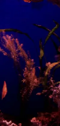 Water Vertebrate Marine Invertebrates Live Wallpaper