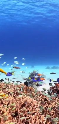 Transform your phone into a stunning aquatic paradise with this live wallpaper