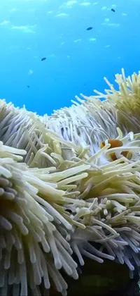 Experience the beauty of the great barrier reef right on your phone with this stunning live wallpaper
