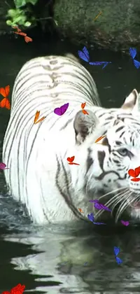 This phone live wallpaper features a stunning white tiger in a serene body of water, surrounded by breathtaking butterfly imagery
