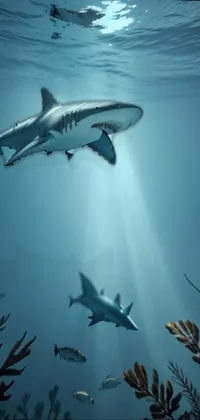 Water Vertebrate Shark Live Wallpaper