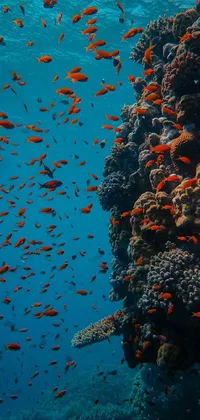 This stunning phone live wallpaper features a captivating underwater scene with vibrant coral reefs and colorful fish swimming gracefully in a vast blue and orange oceanic realm
