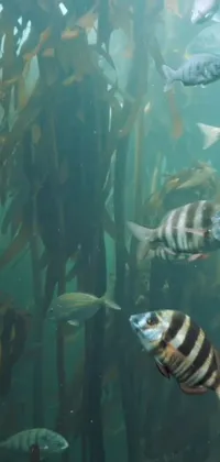 Transform your phone wallpaper into an aquatic wonderland with this mesmerizing live wallpaper