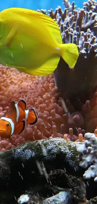 Take your phone under the sea with this stunning live wallpaper featuring a fish, anemones, and starfish