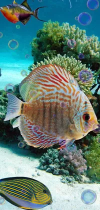 underwater fish Live Wallpaper