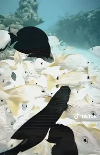 Water Vertebrate White Live Wallpaper