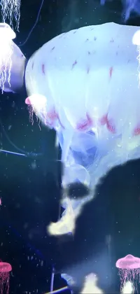 Get mesmerized by a phone live wallpaper featuring a group of graceful jellyfish swimming in an aquarium