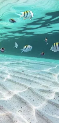 This phone live wallpaper features a group of fish swimming in a serene underwater environment with white sand, seapunk vibes, and stunning lines