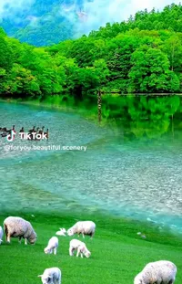 Water Water Resources Green Live Wallpaper