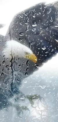 This live wallpaper features a bald eagle in flight with winter mist in the background