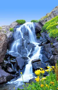 Water Water Resources Plant Live Wallpaper