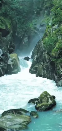 Water Water Resources Plant Live Wallpaper