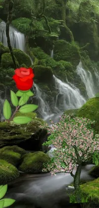 This phone wallpaper depicts a stunning red rose placed on a green forest background