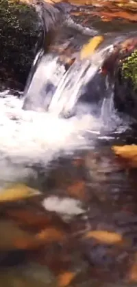 This live wallpaper for phones features a serene stream running through a lush green forest