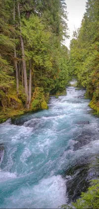 Enjoy the beauty of nature with this live phone wallpaper featuring a luscious green forest and river in the Pacific Northwest region