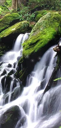Water Waterfall Plant Live Wallpaper