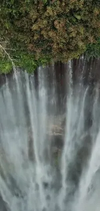 Water Waterfall Plant Live Wallpaper