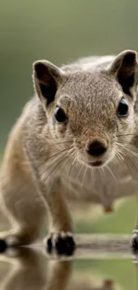 Experience the wonders of nature with our adorable live wallpaper featuring a small squirrel perched on top of a puddle of water