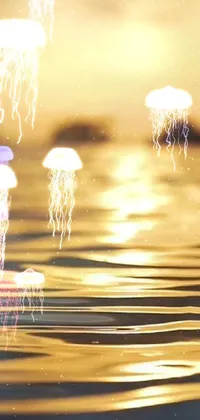 This mesmerizing live wallpaper for your phone features a group of jellyfish floating in calm waters under golden sunlight