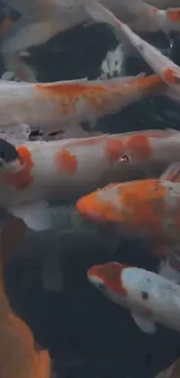 Introducing a stunning live wallpaper featuring vibrant koi fish swimming in a tranquil pond