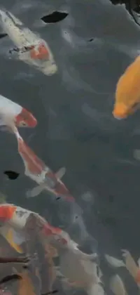 This live wallpaper for your phone shows a group of graceful koi fish swimming in a tranquil pond