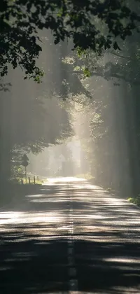 This mobile wallpaper depicts a tranquil forest with a tree-lined roadway basking in heavenly rays of light