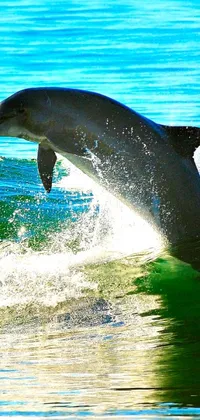 This phone live wallpaper features a jumping dolphin, set against a stunning background of Abel Tasman National Park in New Zealand