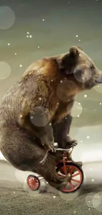 Wheel Brown Bear Grizzly Bear Live Wallpaper