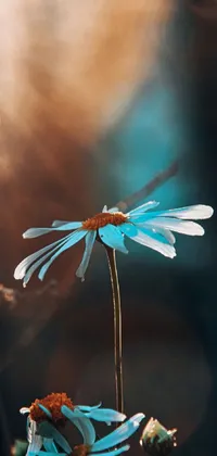 This phone live wallpaper showcases a vibrant close-up of a daisy with the sun shining through the forest trees in the background