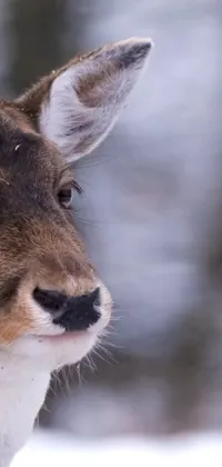 This stunning phone live wallpaper offers a captivating close-up of a deer in the snow