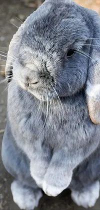 The gray rabbit phone live wallpaper by Anna Haifisch is a perfect addition to your mobile device