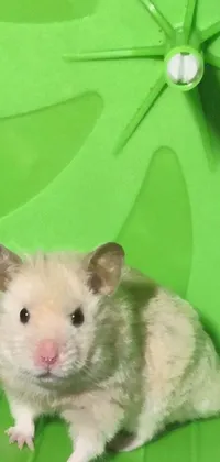 This live wallpaper for phones features an adorable male hamster sitting inside a green wheel, with patches of soft fur visible on its pale, milky-white skin