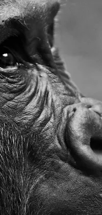 Enjoy a stunning black and white gorilla face wall paper on your phone with close up, profile view that highlights the rich details of this powerful and beautiful animal