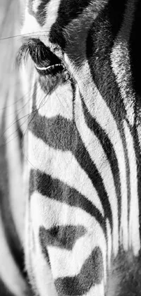 This phone live wallpaper showcases a stunning black and white close-up of a zebra's face
