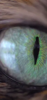 Get mesmerized by this stunning phone live wallpaper featuring a close-up of a green eye of a cat
