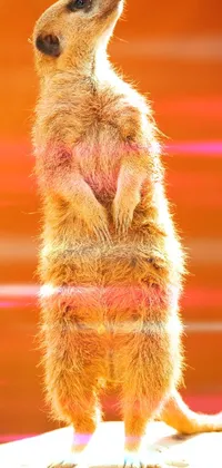 Whiskers Organism Mongoose Live Wallpaper