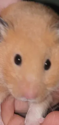 This delightful live wallpaper features a cute and fluffy hamster nestled in someone's hand
