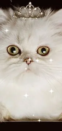 Whiskers Small To Medium-sized Cats Snout Live Wallpaper