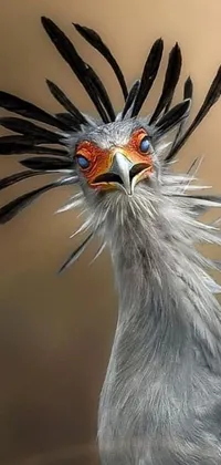 Whiskers Terrestrial Animal Beak Live Wallpaper