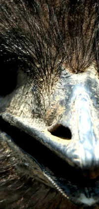 This captivating phone live wallpaper features a close-up shot of an ostrich's regal face