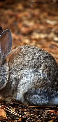 This live phone wallpaper features a realistic, photorealistic rabbit with long, coyote-like ears sitting on the ground