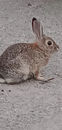 This mobile live wallpaper features a delightful image of a fluffy brown rabbit sitting in the dirt, gazing off into the distance with serene eyes