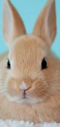 Whiskers White Face Live Wallpaper