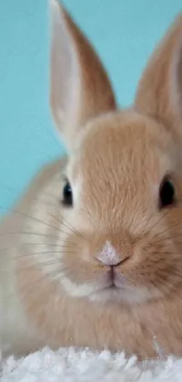 Whiskers White Head Live Wallpaper