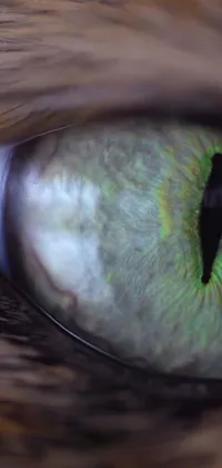 This phone live wallpaper features a hyperrealistic close-up of a cat's green eye, easily mistaken for a VFX render or National Geographic footage
