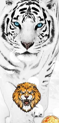 Decorate your phone with this exquisite live wallpaper of a white tiger with blue eyes walking in the snow, captured in a black and white photo