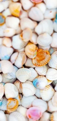 This live wallpaper for your phone features a stunning pile of shells sitting on a table