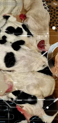 White Headgear Dog Live Wallpaper
