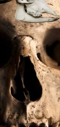This live wallpaper features a detailed close-up of a skull with crimson-red eyes